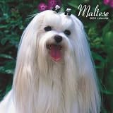 Maltese 2009 Wall Calendar