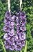 Gladioli Puprle Flora Bulbs (10 in pack)