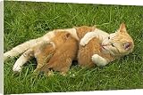 Box Canvas Print of Cat - ginger tabby with kittens suckling from Ardea