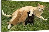 Canvas Prints of LA-8270 Cat - Ginger female with kittens suckling / feeding from Ardea