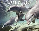 Dolphins 2010 Calendar