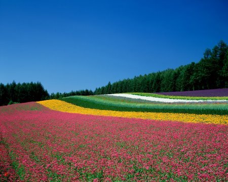 《オリジナルプリント》花畑（ファーム富田）（北海道/中富良野町）