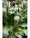 Photographic Prints of Eucomis comosa from Ros Drinkwater