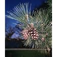 Japanese Black Pine 25 Seed/Seeds - Bonsai
