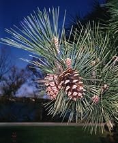 Japanese Black Pine 25 Seeds