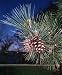 Japanese Black Pine 25 Seed/Seeds - Bonsai