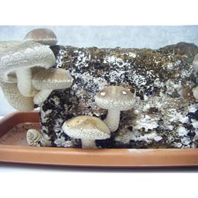 �y���q�l�ł�����ȒP�͔|�}�j���A���A�g���C�t�z���������͔|�L�b�g2�Z�b�g