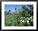 Egeskov Mill, Funen, Denmark, Scandinavia Framed Art Poster Print by Adam Woolfitt, 31x25