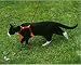 Photographic Prints of Cat - with harness from Ardea Wildlife Pets