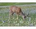 Photographic Prints of TOM-1801 Mule Deer - buck in wildflowers (mostly wild asters) from Ardea Wildlife Pets