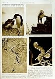 1950 Penguin Rhesus Monkey Caterpillar Grass-Snake
