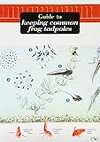 Guide to keeping common frog tadpoles