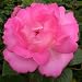 Rose Cliff Richard
