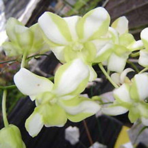 Dendrobium Emma White 'Mutation' Hybrid Orchid Plant [DEN013]