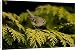 Canvas Prints of CK-4550 Goldcrest - perched in Leyland Cypress from Ardea Wildlife Pets