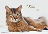 Katzen 2012. Broschüren Kalender 42 x 30 cm