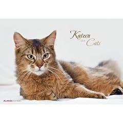 Katzen 2012. Brosch�ren Kalender 42 x 30 cm