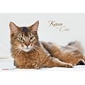 Katzen 2012. Brosch�ren Kalender 42 x 30 cm