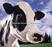 The Secret Life of Cows