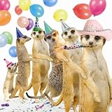 Conga Meerkats Birthday Card