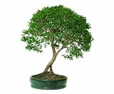Brussel's Dwarf Eugenia Bonsai