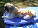 Joybies Sunshine Yellow Aloha Piddle Pants(tm) for Slender Female Dog (Measuring 26-28' From Collar to Base of Tail)