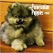 pomeranian2 - Pomeranian Puppies 2010 Mini Wall Calendar