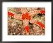Sea Star, Banda Island, Indonesia Places Framed Art Poster Print by Stuart Westmorland, 22x18
