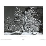 Professionally Framed Ansel Adams Snow in Apple Orchard Yosemite Art Poster - 16x20 with RichAndFramous Black Wood Frame