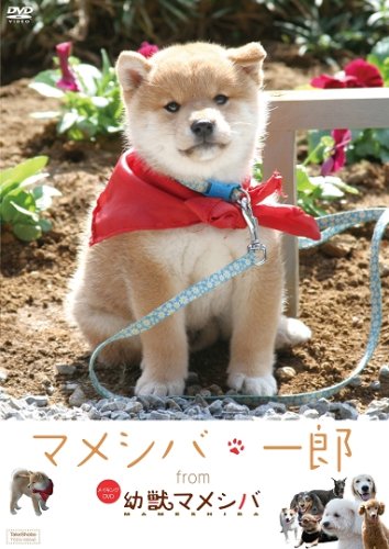 Cover image : 『マメシバ・一郎』 from 「幼獣マメシバ」 [DVD]