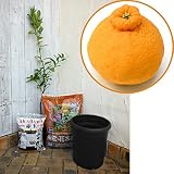 ホームフルーツの鉢栽培セット：デコポン*[不知火（シラヌイ）・皮がむきやすく人気の柑橘]