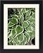 Framed Prints of Hosta Wide Brim from Ros Drinkwater
