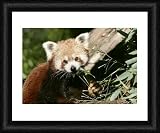 Red / Lesser PANDA / Red cat-bear - Framed 20x16 Print (51x40cm) by Ardea