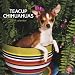 Chihuahuas, Teacup 2010 Square Wall (Multilingual Edition)