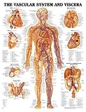 Vascular System and Viscera Anatomical Chart