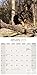 Doberman (US) Calendar - Only Dog Breed Doberman (US) Calendar - 2016 Wall calendars - Dog Calendars - Monthly Wall Calendar by Avonside