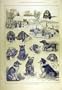 1884 Dog Show Warwick Hounds Canine Sport Print