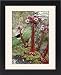 Framed Prints of Sempervivum tectorum from Science Photo Library
