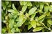 Canvas Prints of Box bush - in flower from Ardea Wildlife Pets
