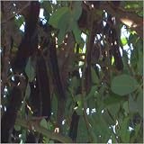 Eigenschaften Seedeo  / Johannisbrotbaum (Ceratonia siliqua) 10 Korn