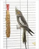 Photographic Prints of Cockatiel - in cage from Ardea Wildlife Pets