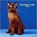  - Cats Burmese Wall 2008
