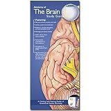 Illustrated Pocket Anatomy - Anatomy of the Brain Study Guide 2nd Edition