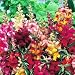 Frosted Flames Snapdragon 60 Seeds