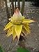 chinesische Zwergbanane / Golden Lotus Banana (Saatgut, Samen)