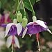 Fuchsia Blue Angel - 9 plants