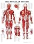 Muscular System 3D Raised Relief Chart