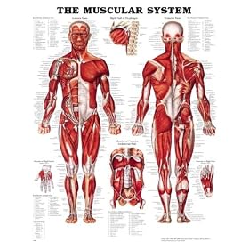 Muscular System 3D Raised Relief Chart
