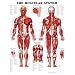 Muscular System 3D Raised Relief Chart