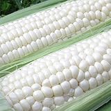 【とうもろこし 北海道産】北海道 トウモロコシ 【ピュアホワイト 大型】 10本